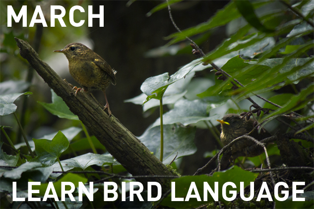 3_mar_birdlanguage_text