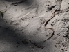 NextGen scrollGallery2 thumbnail