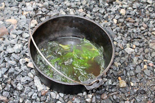 cooked_nettles