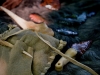 NextGen scrollGallery2 thumbnail