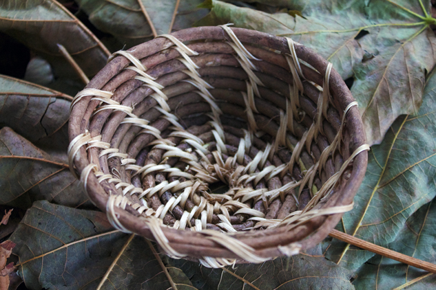 coiled ivy normal